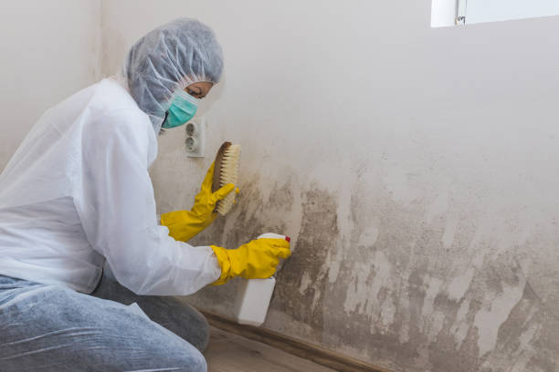 Best Black Mold Remediation in USA